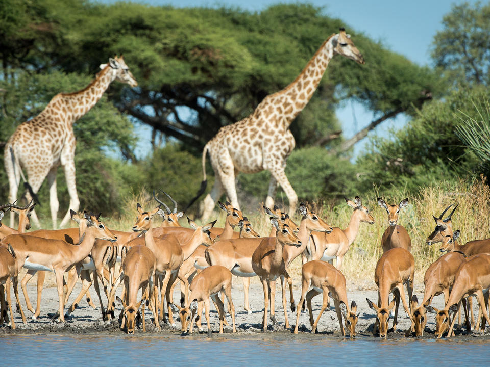 Ein klassischer Mombo-Anblick: große gemischte Herden von Giraffen und Impala