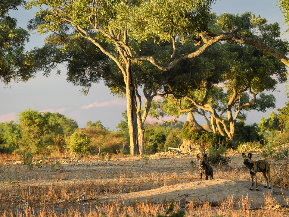 Ein gesundes Wildhunderucksack ist oft auf der Mombo Konzession zu sehen