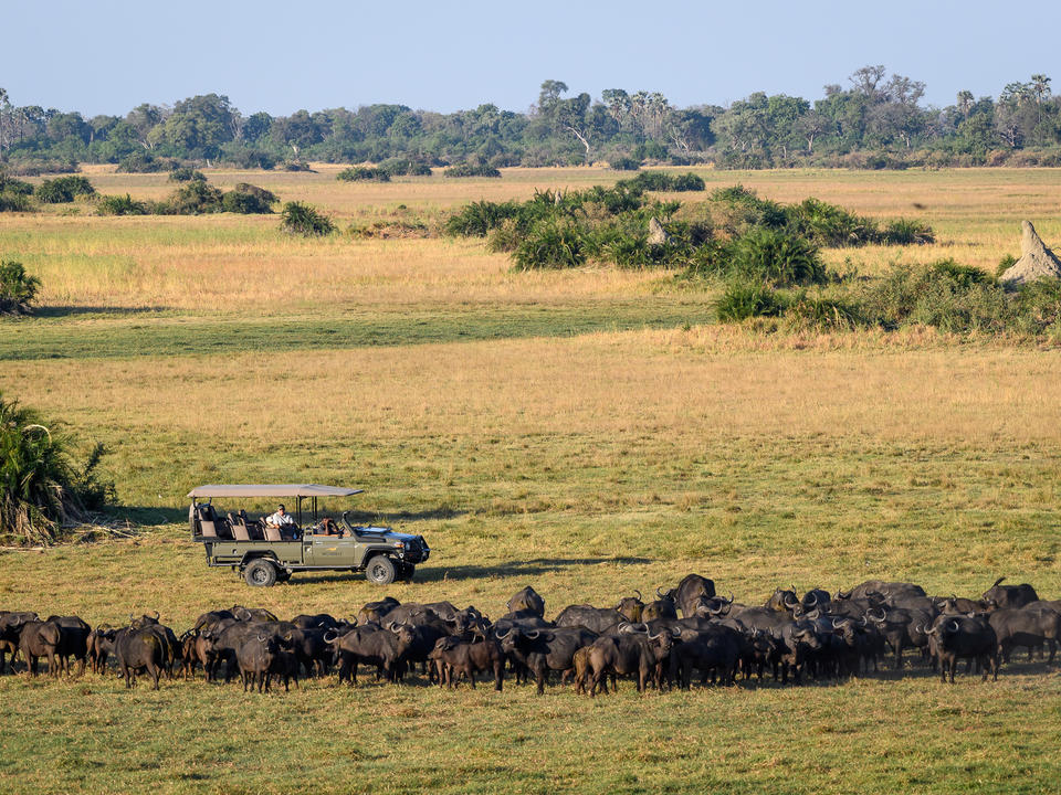 Büffel sind in beeindruckenden Zahlen auf der Mombo Konzession zu sehen
