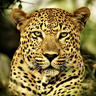 Michael Swart