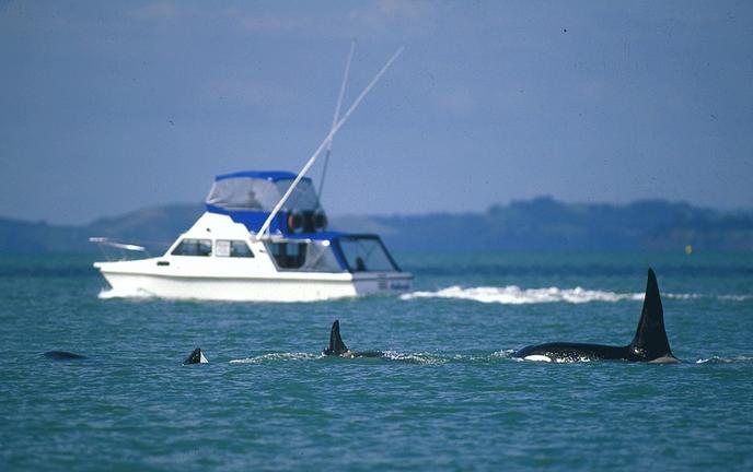 AucklandWhale&DolphinSafari