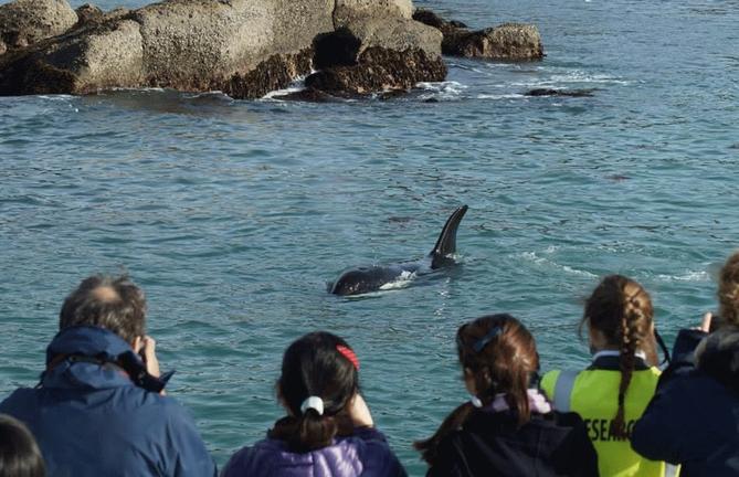 AucklandWhale&DolphinSafari