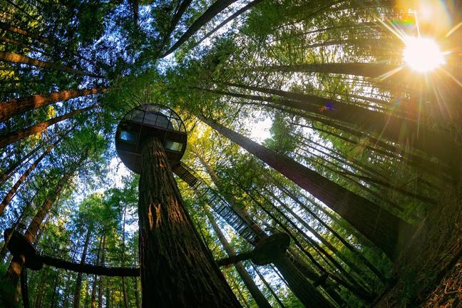 RedwoodsOutdoorActivitiesNZLtdhttps://www.treewalk.co.nz/