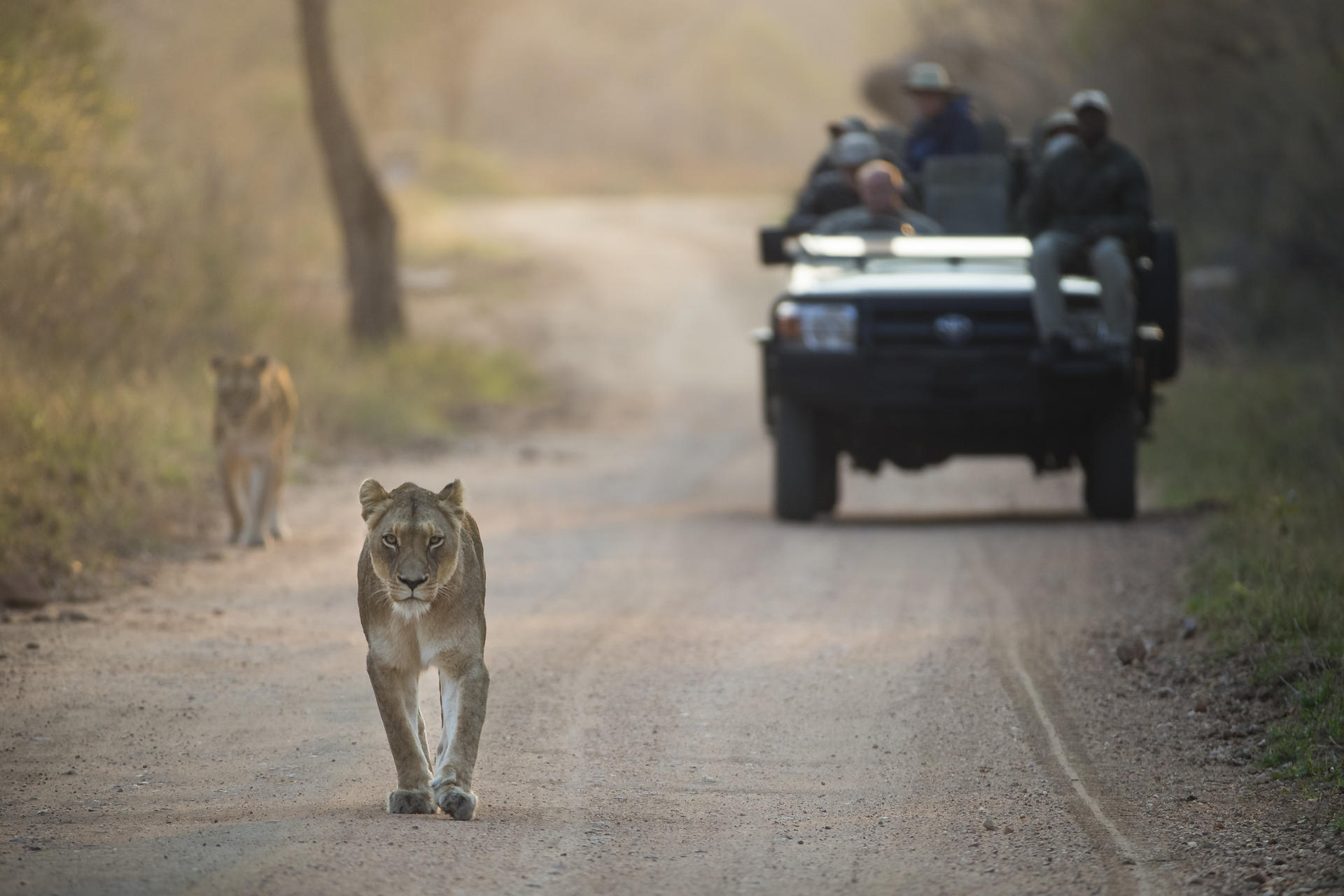 Kapama Buffalo Camp Game Drive