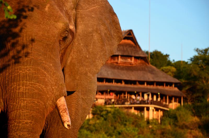 Victoria Falls Safari Lodge- Siduli Hide