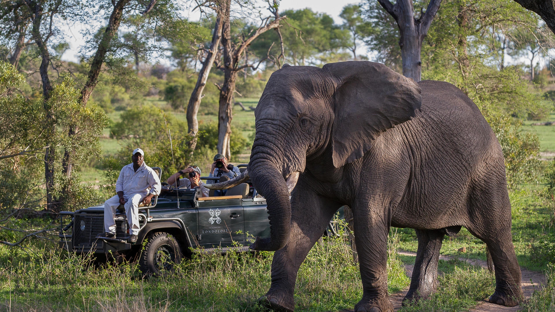 Londolozi Founders Camp - Home