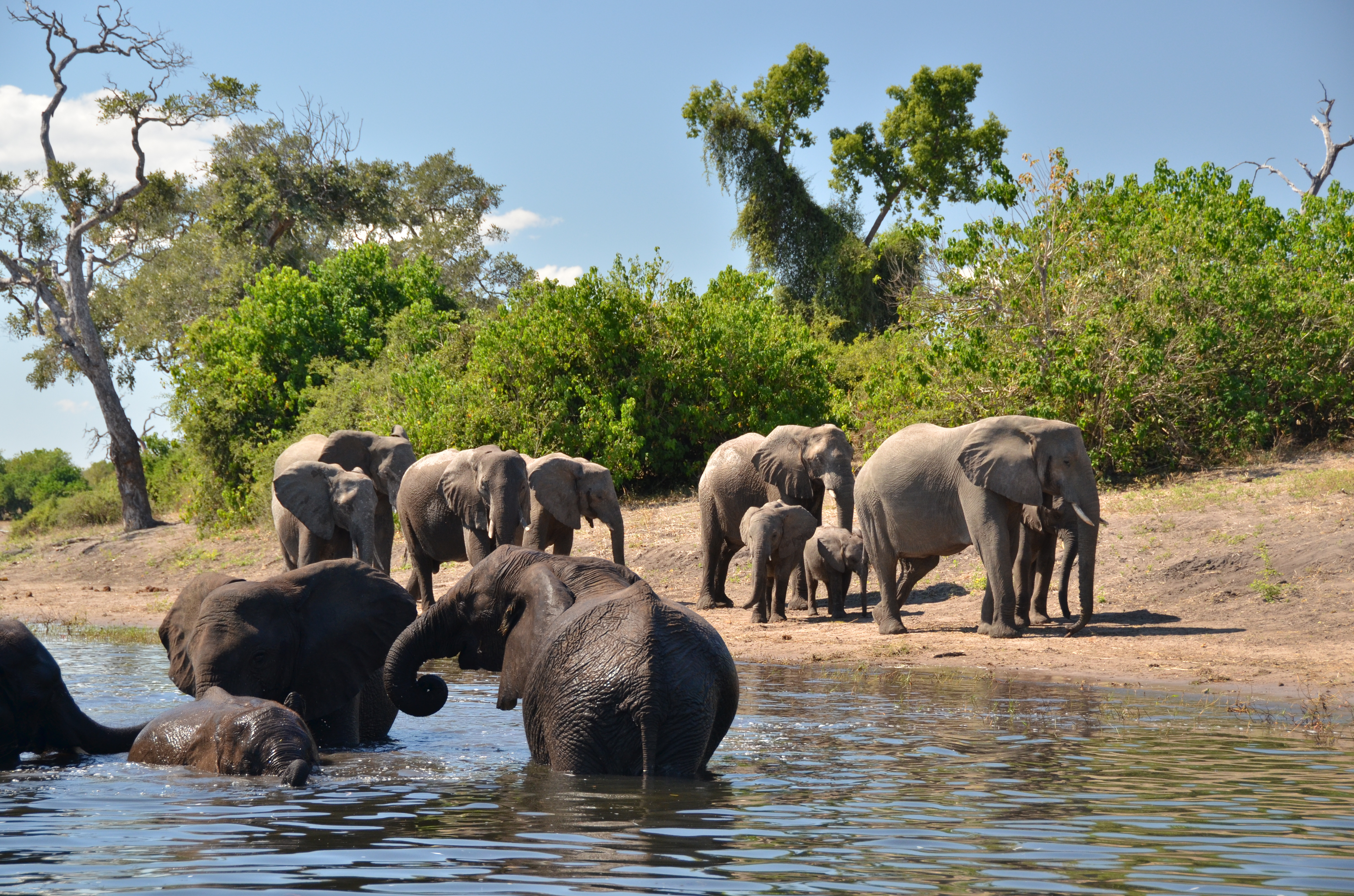 Elephant river. Национальный парк Чобе Ботсвана. Заповедник Каванго-Замбези. Национальный парк Чобе в Африке. Заповедник Чобе в Африке.