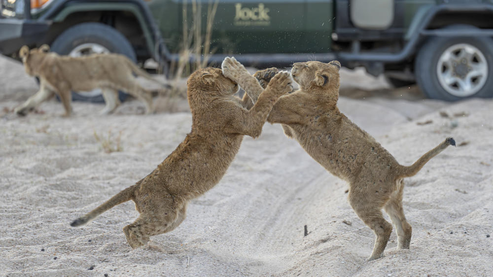 Jock Safari Lodge | Main Lodge