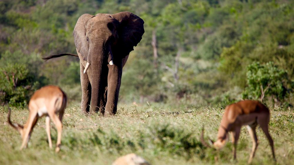 Ivory Wilderness River Rock Lodge