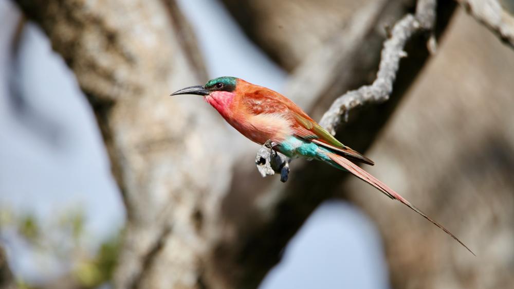 Ivory Wilderness River Rock Lodge