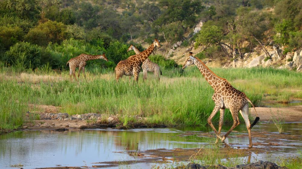 Ivory Wilderness River Rock Lodge