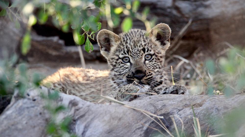 Ivory Wilderness River Rock Lodge