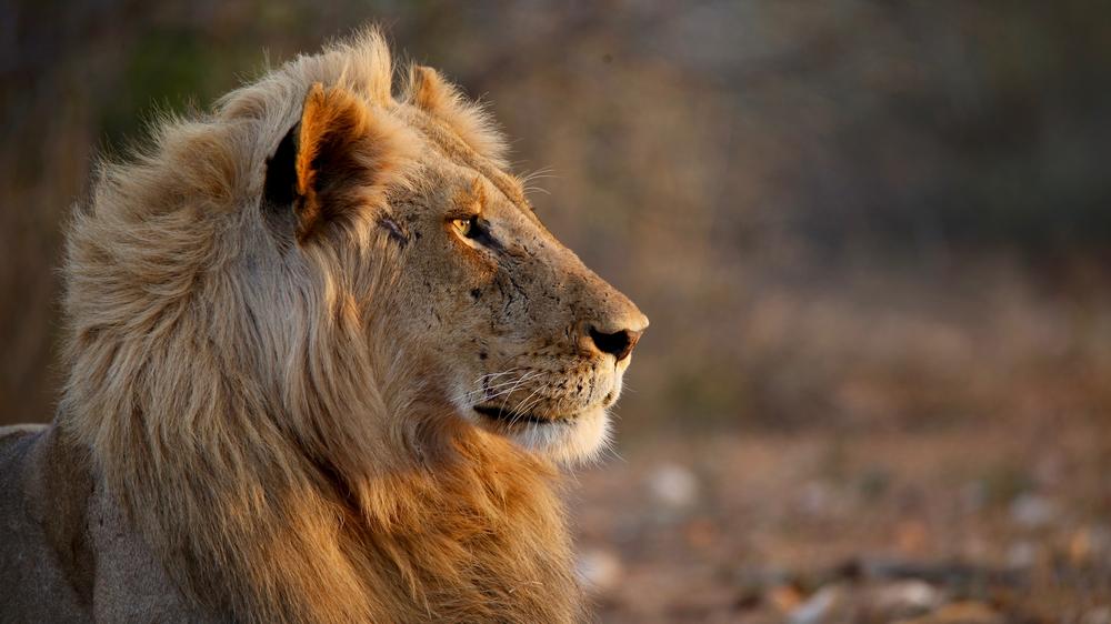 Ivory Wilderness River Rock Lodge