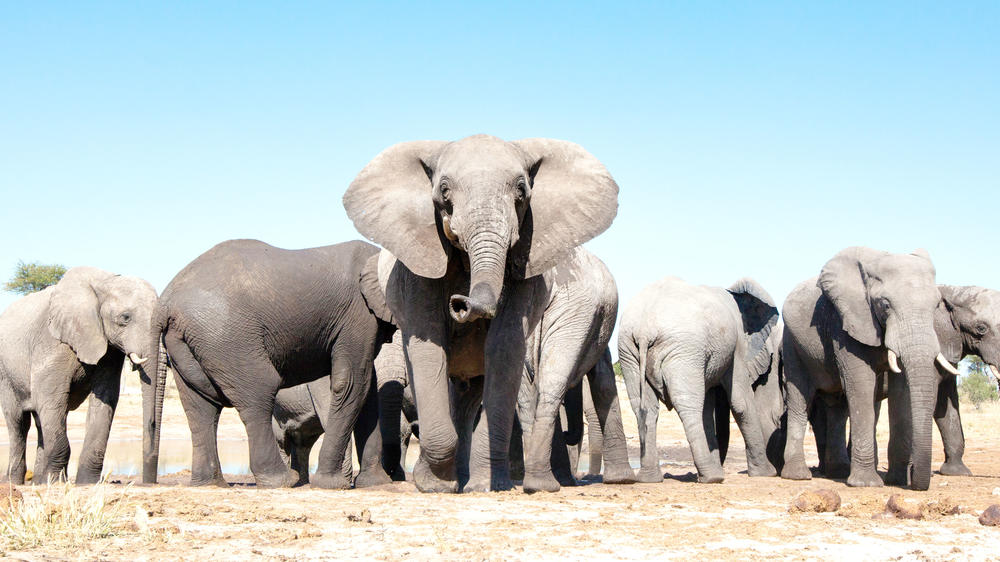 Kazuma Forest Reserve