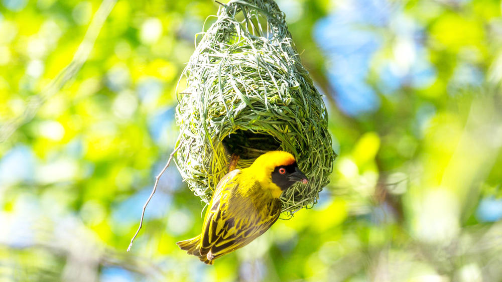 Kazuma Forest Reserve