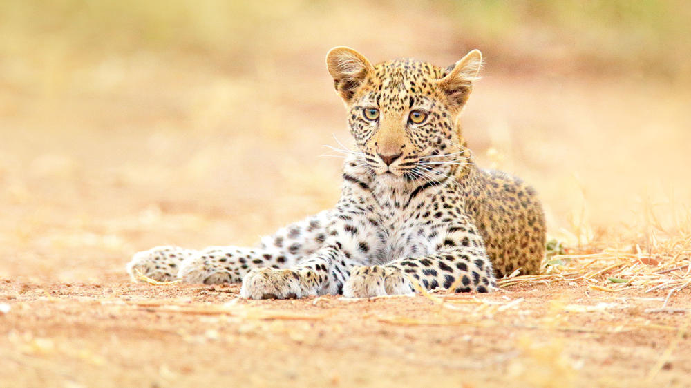 Kazuma Forest Reserve