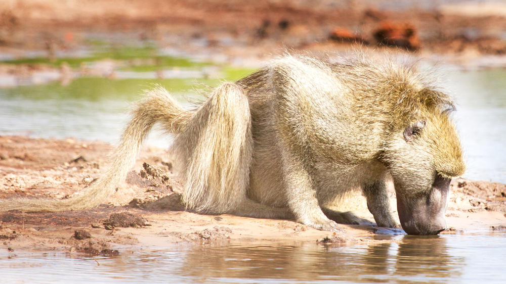 Kazuma Forest Reserve