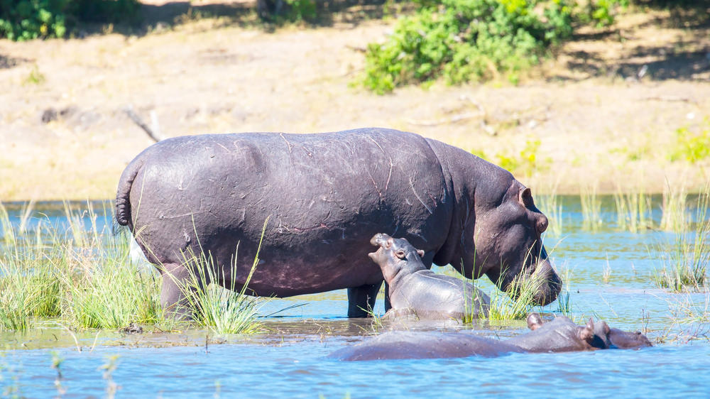 Kazuma Forest Reserve