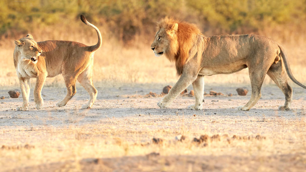 Kazuma Forest Reserve