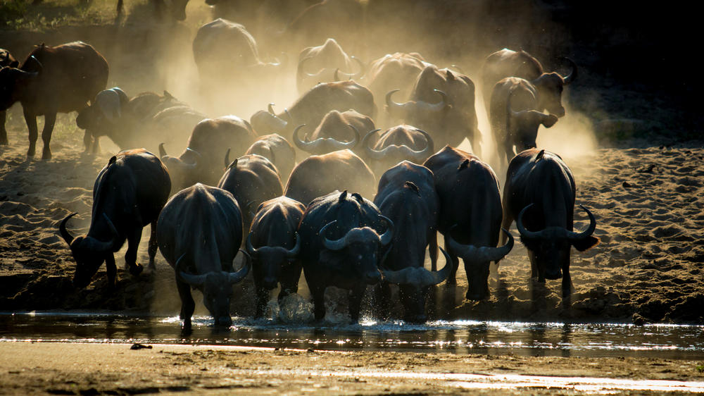 MalaMala Game Reserve
