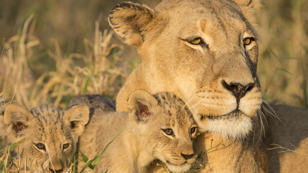 MalaMala Game Reserve