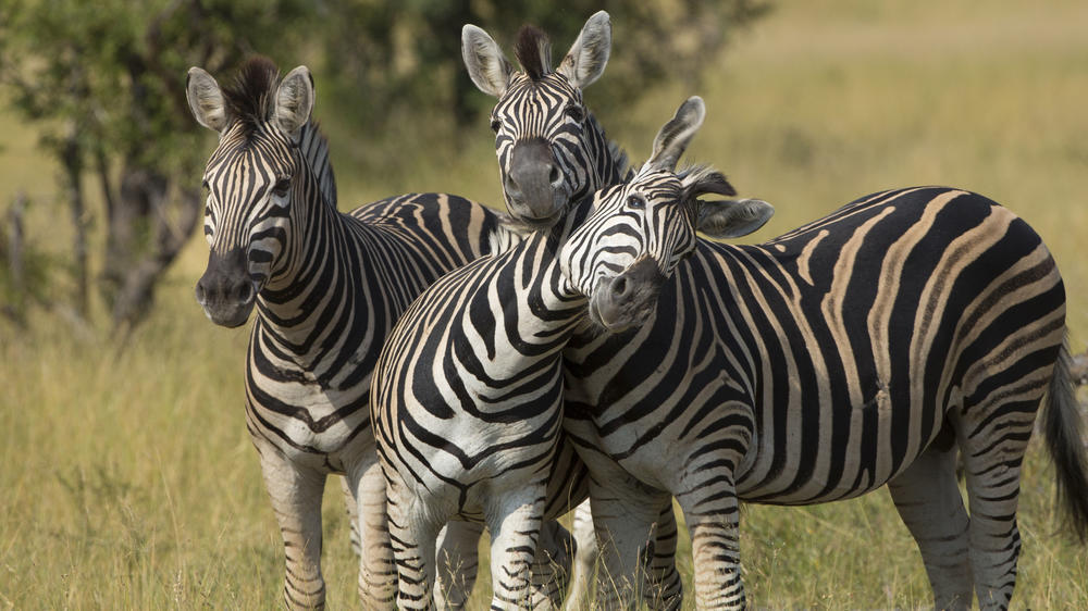 MalaMala Game Reserve