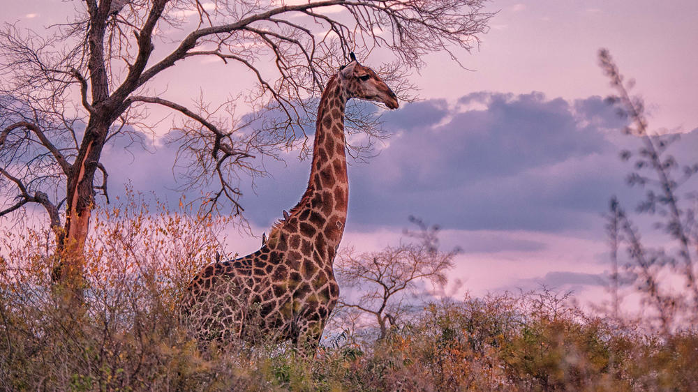 MalaMala Game Reserve