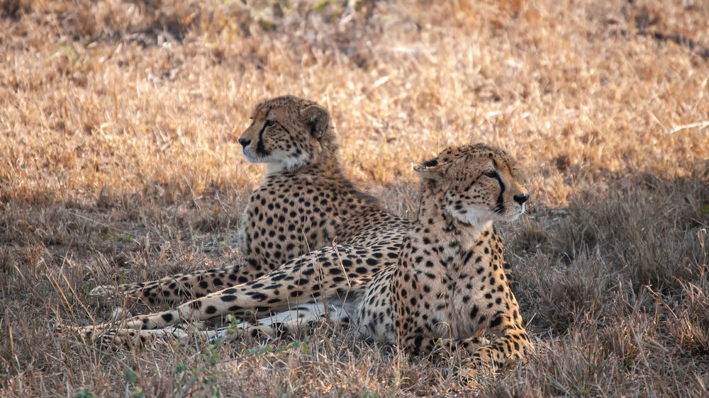 MalaMala Game Reserve