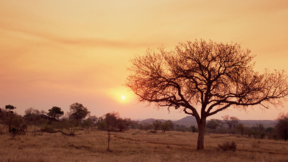 MalaMala Game Reserve