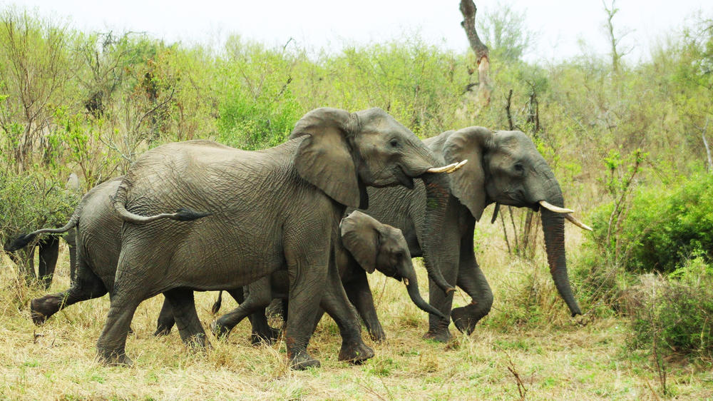 MalaMala Game Reserve