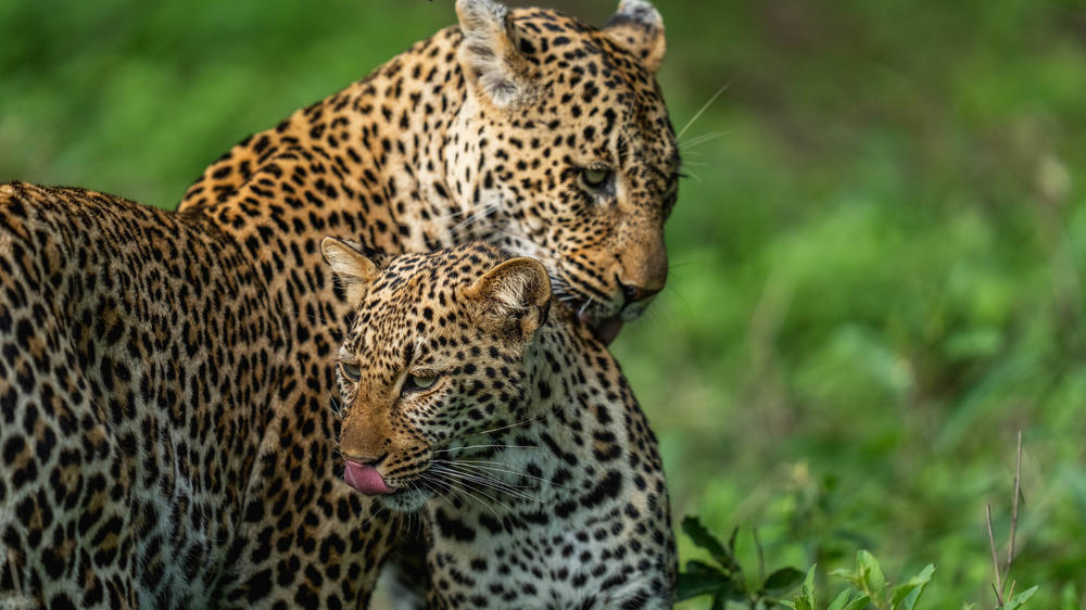 MalaMala Game Reserve