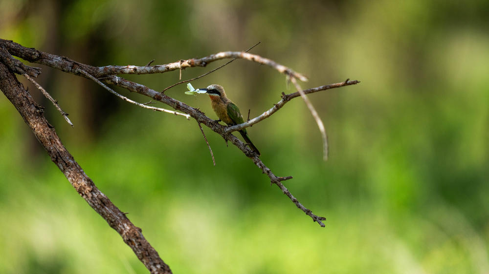 MalaMala Game Reserve