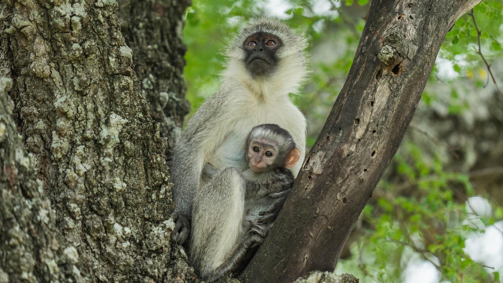 MalaMala Game Reserve