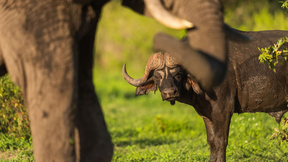 MalaMala Game Reserve
