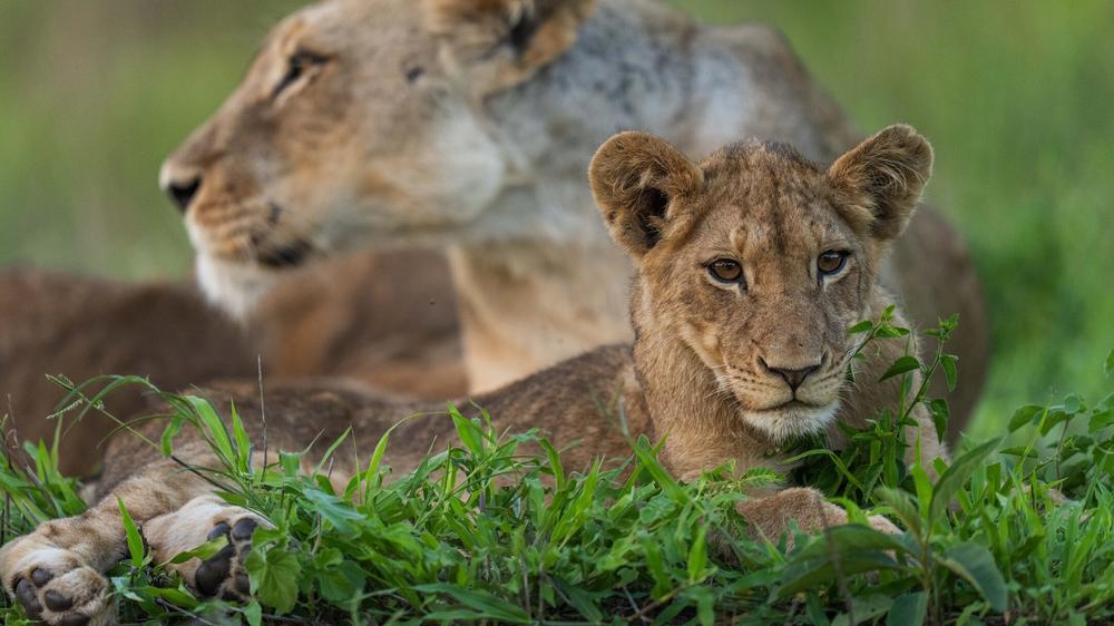 MalaMala Game Reserve