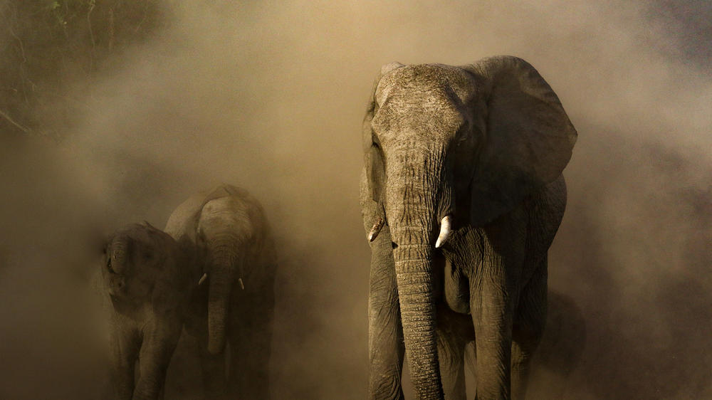 MalaMala Game Reserve