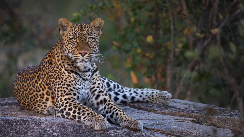 MalaMala Game Reserve