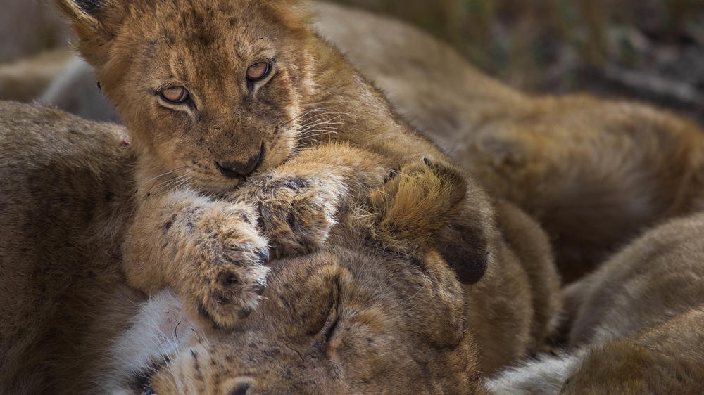 MalaMala Game Reserve