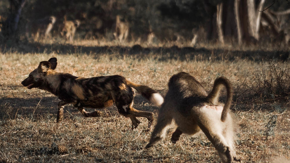 MalaMala Game Reserve