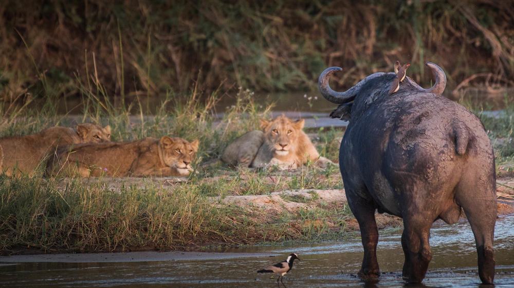 MalaMala Game Reserve