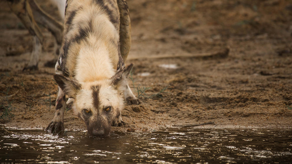 MalaMala Game Reserve