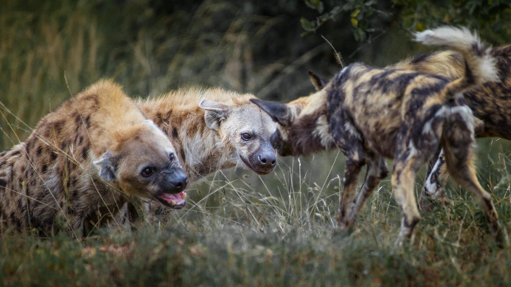 MalaMala Game Reserve