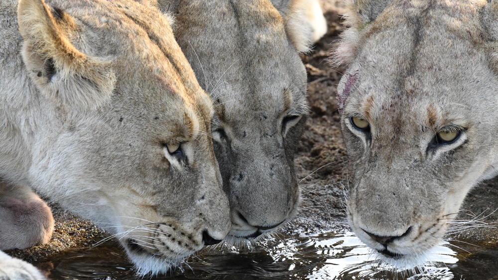 MalaMala Game Reserve