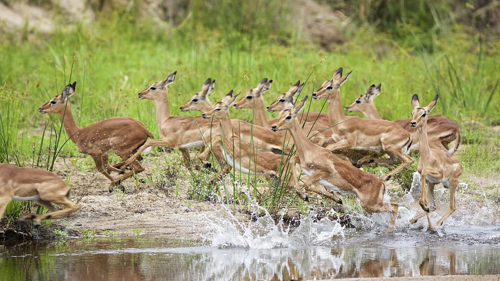 MalaMala Game Reserve