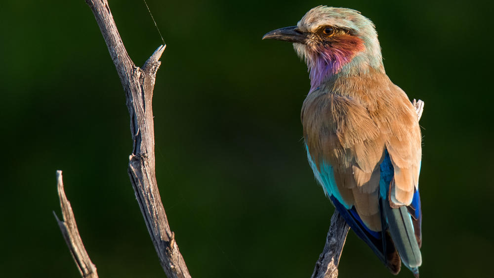Khwai Private Reserve