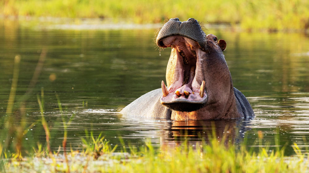 Khwai Private Reserve