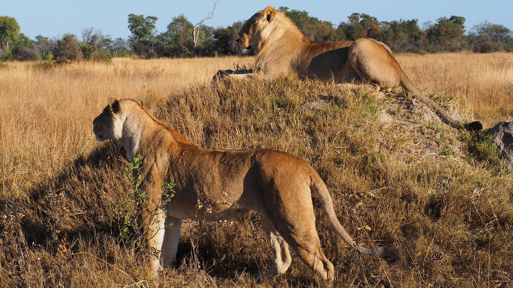 Khwai Private Reserve