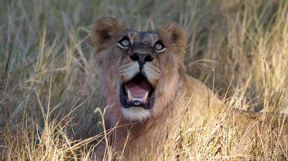 Khwai Private Reserve