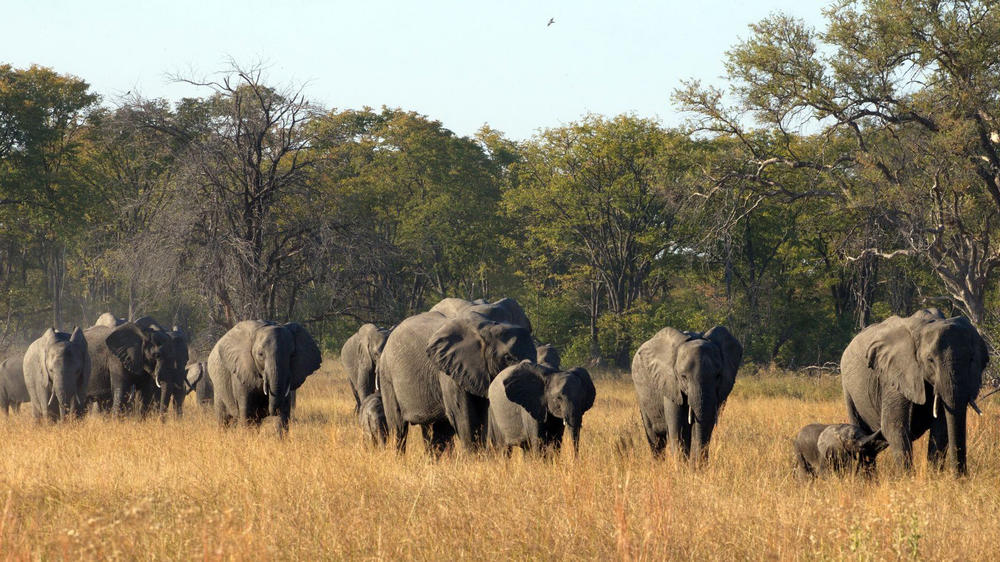 Khwai Private Reserve