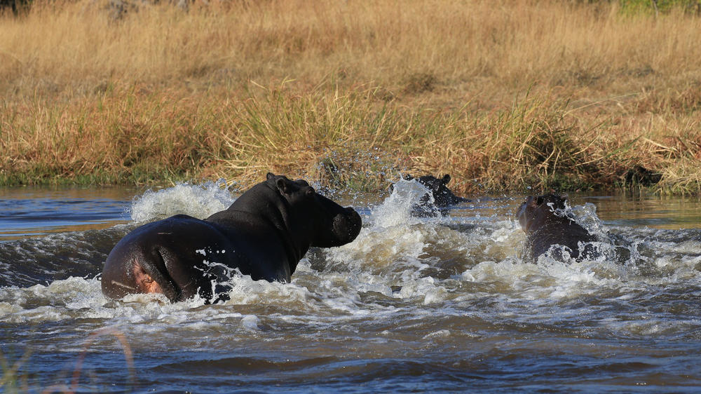 Khwai Private Reserve